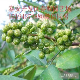 供应40公分50公分的花椒苗，花椒苗供应基地