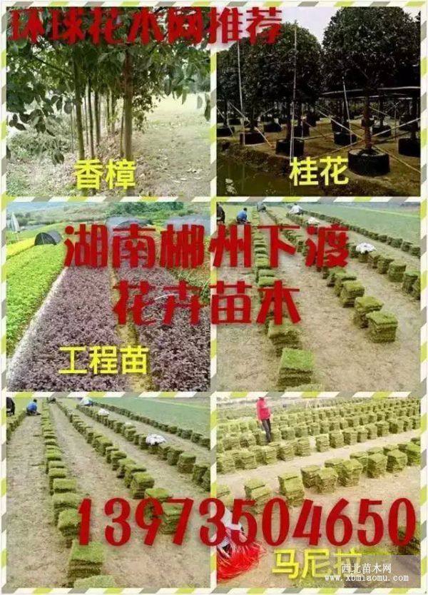 郴州马尼拉草皮价格