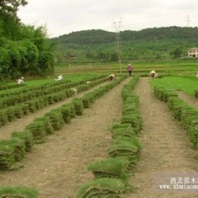 贵州草坪销售电话