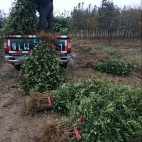 獅子頭花椒苗是大紅袍里面的精品在韓城市購買