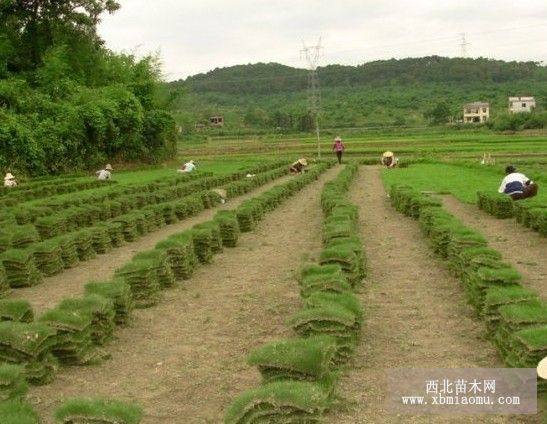 贵州马尼拉草皮销售电