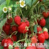 哪里有賣(mài)草莓苗的 紅顏草莓苗種植技術(shù)