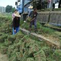 2017年马尼拉草坪 玉龙草 草皮价