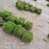 长年出售马尼拉草皮