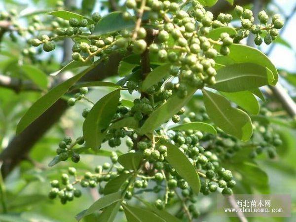 四川花椒苗