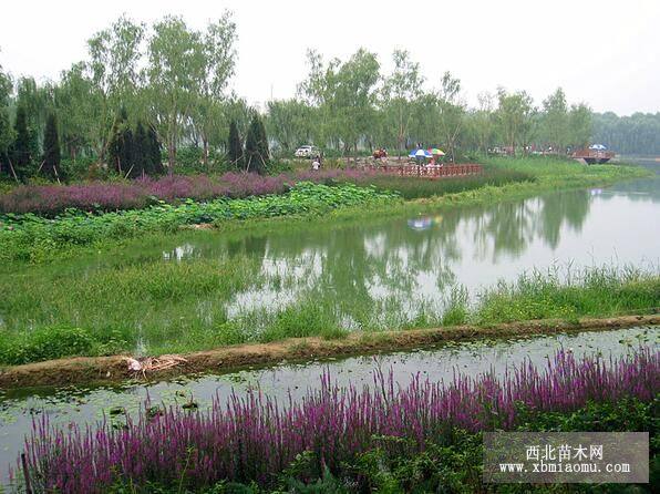 水生植物種苗