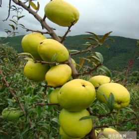 臨沂木瓜、木瓜樹苗、木瓜種植價值