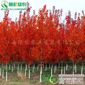 江西绿农供美国改良红枫 夕阳红枫Acer Rubrum 'R