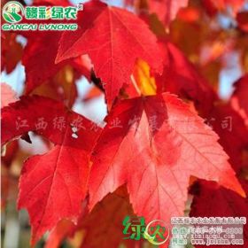 江西绿农供 美国改良红枫  十月光辉Acer rubrum