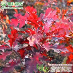 江西綠農(nóng)供火焰紅櫟    紅葉時間長、艷的櫟樹新品