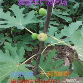 金傲芬无花果苗 金傲芬无花果苗价格 多少钱