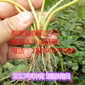 白草莓苗哪里有 白雪公主草莓苗哪里有