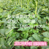 2017草莓苗新品种 2017草莓苗基地 2017草莓苗价格