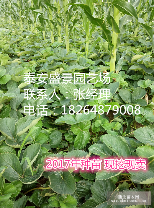 2017草莓苗价格