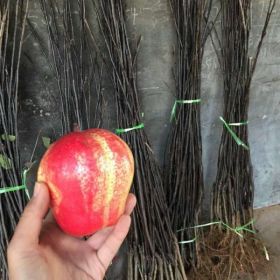 早酥红梨树苗、早酥红梨苗种植方法