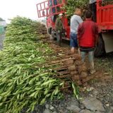 江西法國冬青南昌市農戶種植法國冬青江西省南昌哪里有法國冬青賣