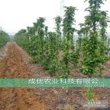 5公分苹果树多少钱,哪里卖苹果树苗,红肉苹果树苗批发价格,