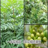 九葉青花椒詳細(xì)資料