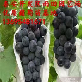 甜蜜藍(lán)寶石葡萄苗基地 藍(lán)寶石葡萄苗多少錢一棵