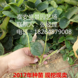 妙香草莓苗 妙香草莓苗出售 哪里有卖妙香草莓苗的