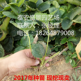 妙香草莓苗 妙香草莓苗出售 哪里有卖妙香草莓苗的