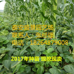 丰香草莓苗基地 哪里有卖丰香草莓苗的丰香草莓苗哪里有卖的