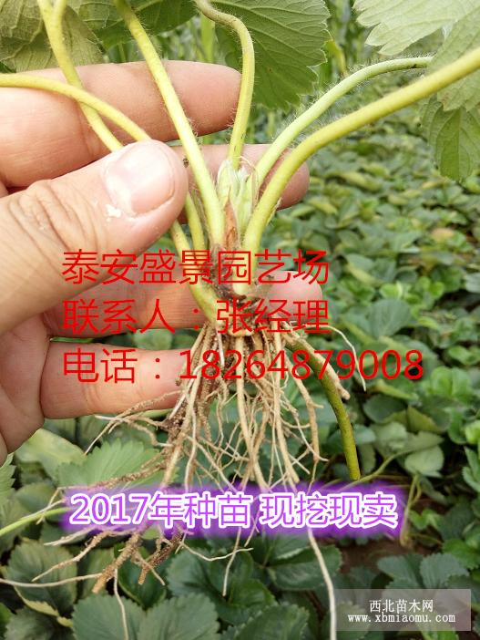 丰香草莓苗