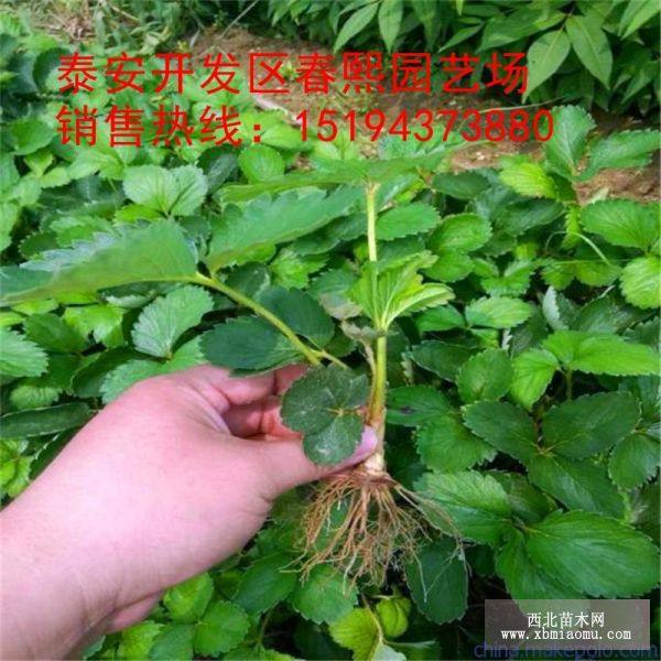 紅顏草莓供應(yīng)批發(fā)