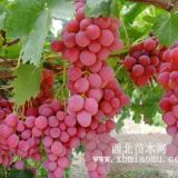 夏黑葡萄苗　夏黑葡萄樹苗　夏黑葡萄樹樹苗價(jià)格多少