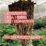 云南哪里有草莓苗 云南草莓苗基地 云南草莓采摘园用苗