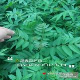 大紅袍花椒苗；花椒苗價格；批發(fā)30公分高花椒苗多少錢