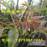 大棚種植用香椿苗價(jià)格、行情報(bào)價(jià)