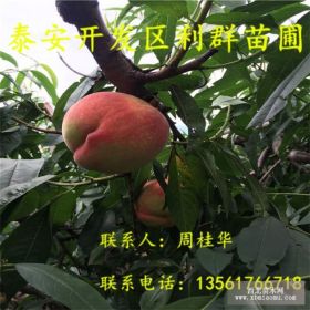 桃树苗 桃树苗价格 桃树苗批发