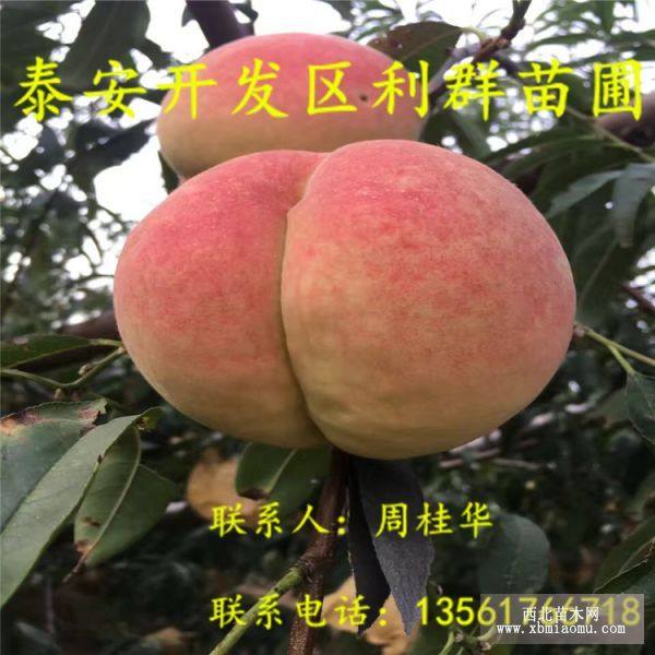 山东桃树苗