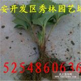 紅顏草莓苗今年什么價(jià)格 0.7元一棵紅顏草莓苗