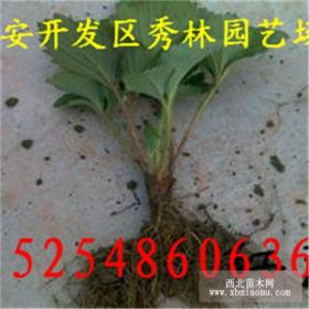 紅顏草莓苗今年什么價格 0.7元一棵紅顏草莓苗