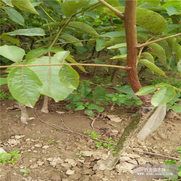 花椒苗 大红袍花椒苗