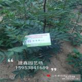 哪里有带刺花椒苗；刺少花椒苗哪里有卖的；少刺花椒苗《价格》