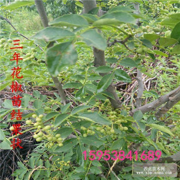 花椒苗 果樹(shù)苗