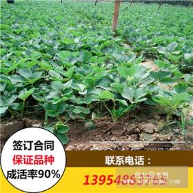 脫毒紅顏草莓苗價(jià)格 脫毒章姬草莓苗價(jià)格