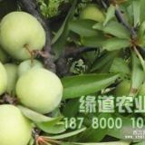 萬州李樹苗 重慶李子樹苗貴州 蜂糖李苗價(jià)錢