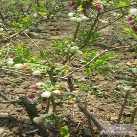 山东蓝莓苗基地 北高丛蓝莓苗价格 北方种植注意事项