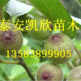 美丽亚无花果苗价格，鲜食丰产黄色大果，品种介绍美丽亚无花果