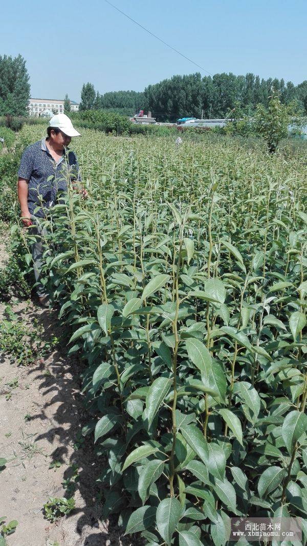 新梨7號梨樹苗