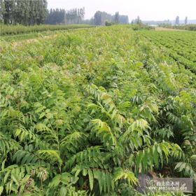 大量供应红油香椿树苗 提供种植管理技术 红油香椿基地