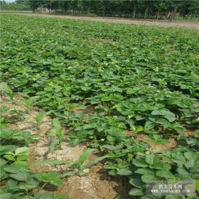 适合北方种植的大棚草莓苗 草莓苗基地 批发草莓苗