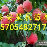 紅鳳凰2號桃樹苗 紅鳳凰2號桃樹苗批發(fā) 紅鳳凰2號桃苗優(yōu)勢