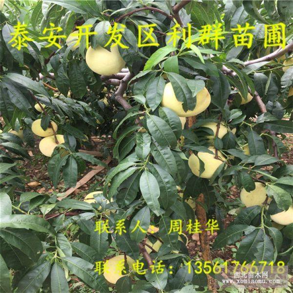 晚熟桃樹(shù)苗