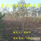 3公分蘋(píng)果苗 3公分蘋(píng)果苗多少錢(qián)一棵 3公分蘋(píng)果苗價(jià)格