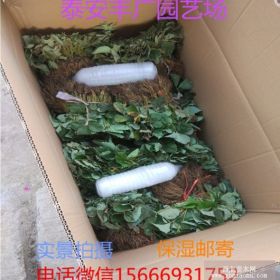 圣诞红草莓苗 圣诞红草莓苗价格